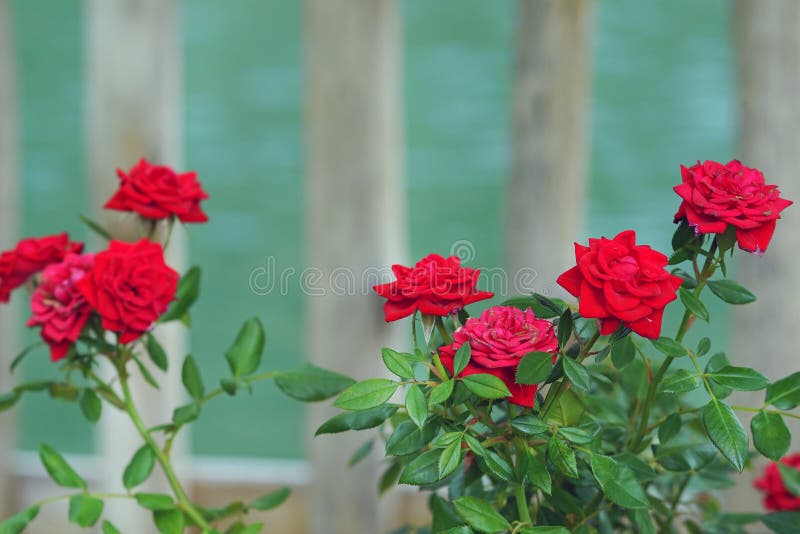 composition of red roses on blurred background stock photos composition of red roses on blurred background stock photos
