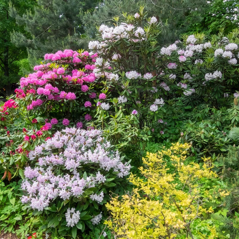 Composition of Rhododendron of Different Varieties and Colors. Stock ...