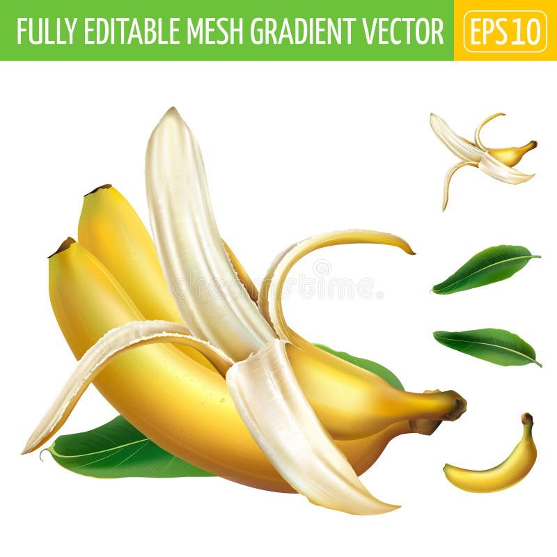 https://thumbs.dreamstime.com/b/composition-three-ripe-bananas-green-leaf-bunch-white-background-realistic-vector-illustration-all-components-180049079.jpg