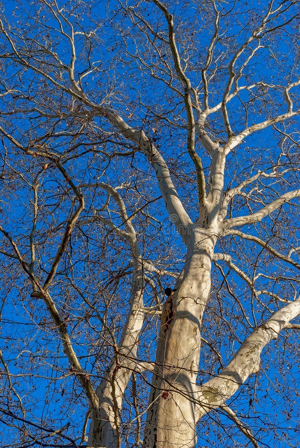 Trees die standing. stock image