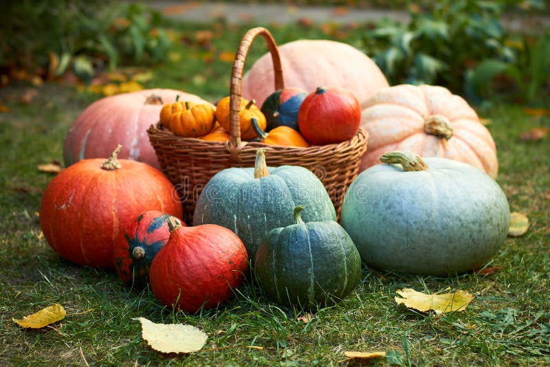 Variety of pumpkins, harvest in the autumn garden