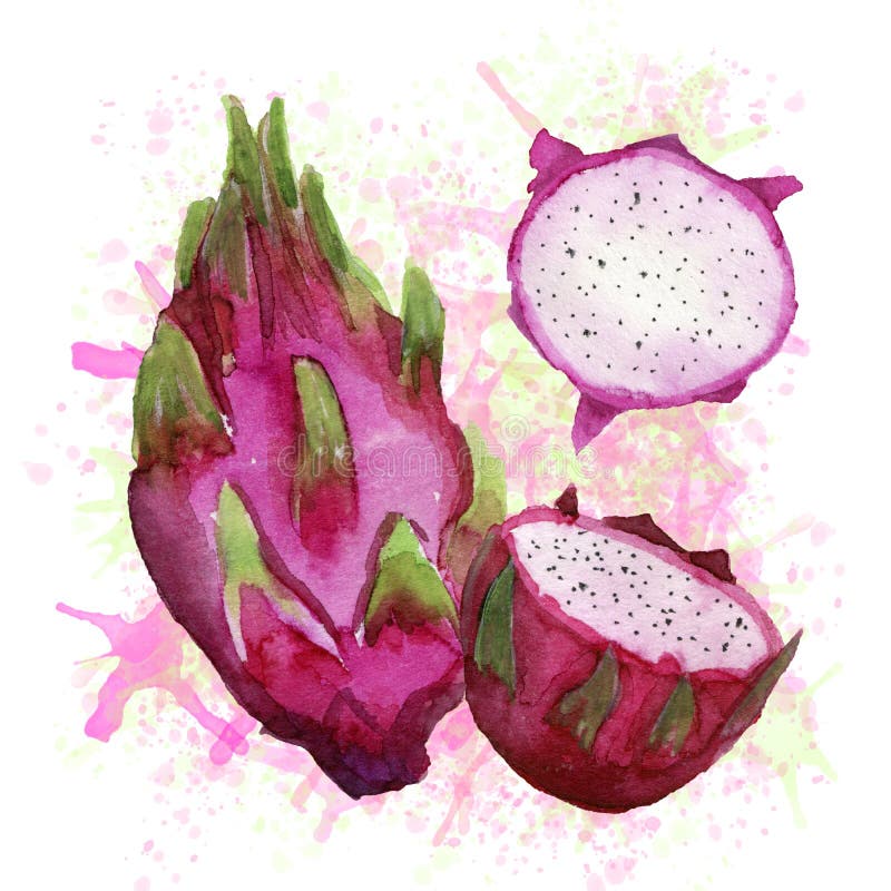 Sketch Dragon Fruit Stock Illustrations – 1,628 Sketch Dragon Fruit ...