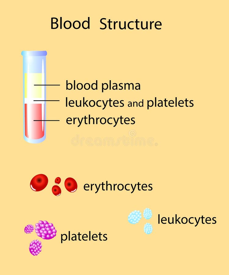 Composition of whole blood isolated vector illustration stock illustration