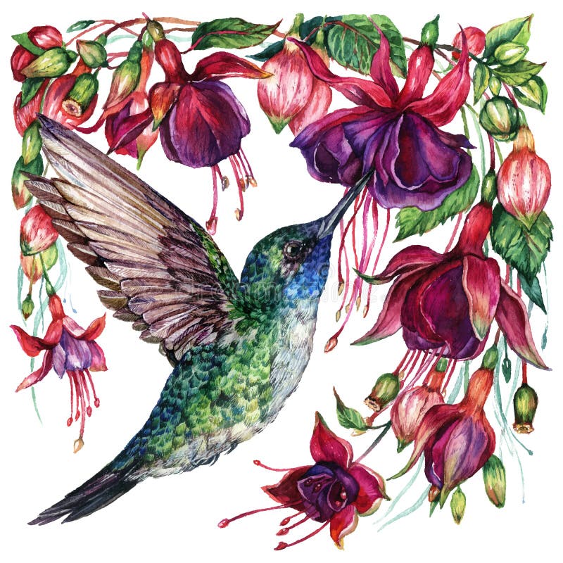 Composizione acquosa di fucsia e colibrì illustrazione di stock