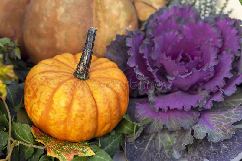 Composizione in autunno con una zucca miniatura e un cavolo rosso fotografia stock libera da diritti Composizione in autunno con una zucca miniatura e un cavolo rosso fotografia stock libera da diritti