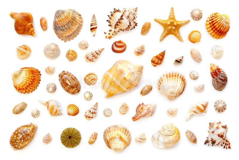 Composizione delle conchiglie e delle stelle marine esotiche su un backgro bianco fotografia stock libera da diritti Composizione delle conchiglie e delle stelle marine esotiche su un backgro bianco fotografia stock libera da diritti