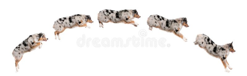 Composizione di salto australiano dei cani di pastore