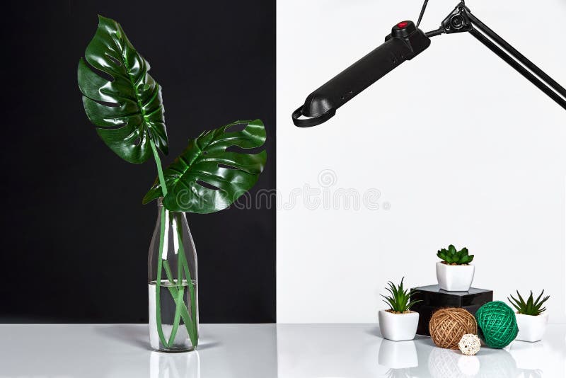 composizione Foglie verdi in bottiglia su fondo bianco e nero Vista frontale, spazio della copia immagine stock libera da diritti composizione Foglie verdi in bottiglia su fondo bianco e nero Vista frontale, spazio della copia immagine stock libera da diritti
