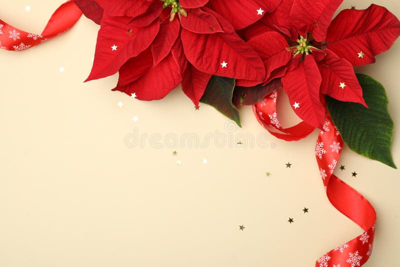 Flat lay composition with poinsettias traditional Christmas flowers and ribbon on beige background. Flat lay composition with poinsettias traditional Christmas flowers and ribbon on beige background