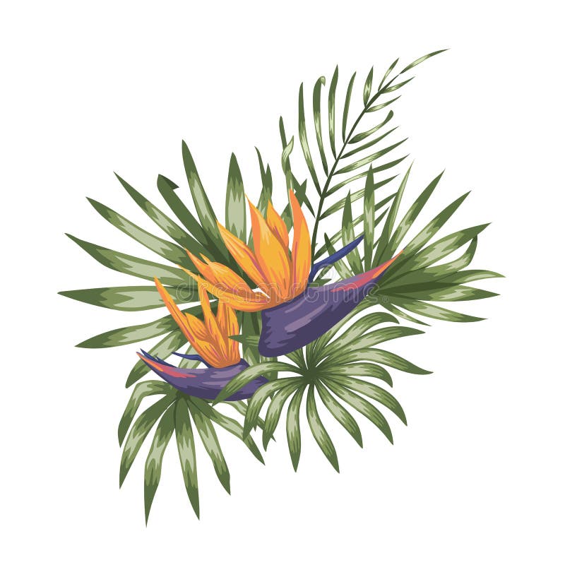 Composizione tropicale di vettore dei fiori di strelizia illustrazione di stock Composizione tropicale di vettore dei fiori di strelizia illustrazione di stock
