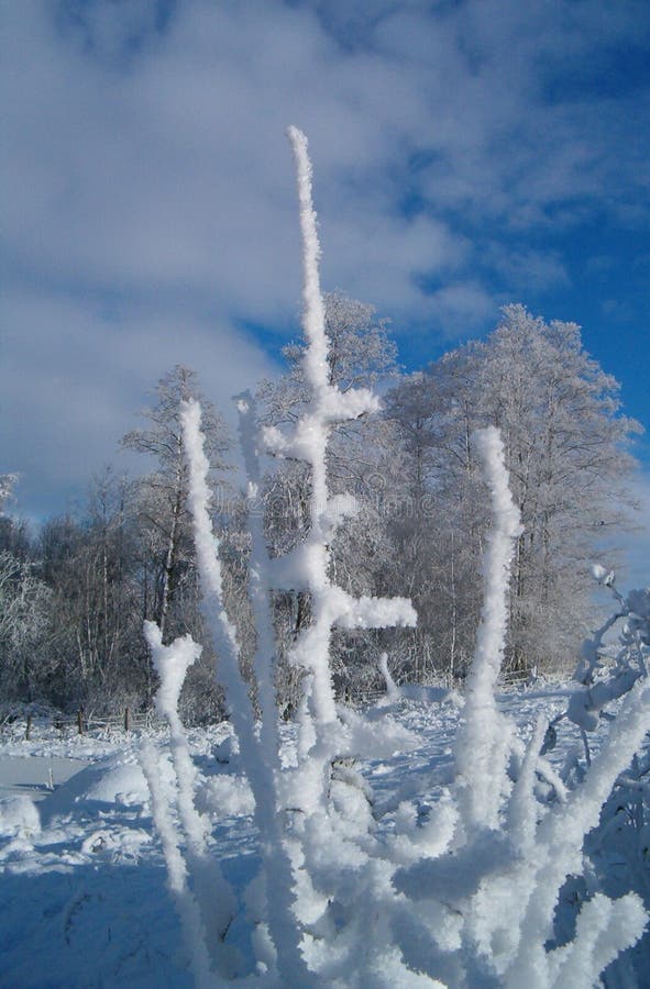 Composição 2 do inverno imagem de stock Composição 2 do inverno imagem de stock