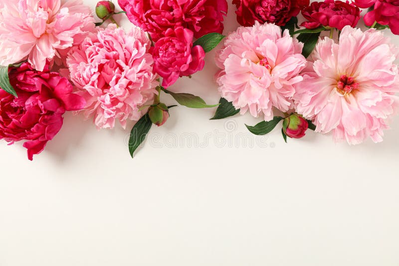 Composição colocada lisa com as peônias bonitas no fundo branco, espaço para o texto imagens de stock Composição colocada lisa com as peônias bonitas no fundo branco, espaço para o texto imagens de stock