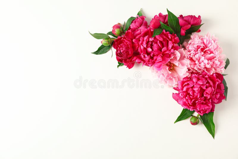 Composição colocada lisa com as peônias bonitas no fundo branco, espaço para o texto imagem de stock Composição colocada lisa com as peônias bonitas no fundo branco, espaço para o texto imagem de stock