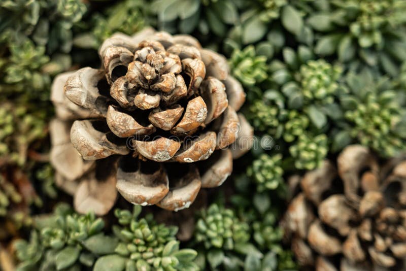 A composi??o das plantas carnudas e do pinecone do pinho, close-up, fundo borrado foto de stock royalty free A composi??o das plantas carnudas e do pinecone do pinho, close-up, fundo borrado foto de stock royalty free