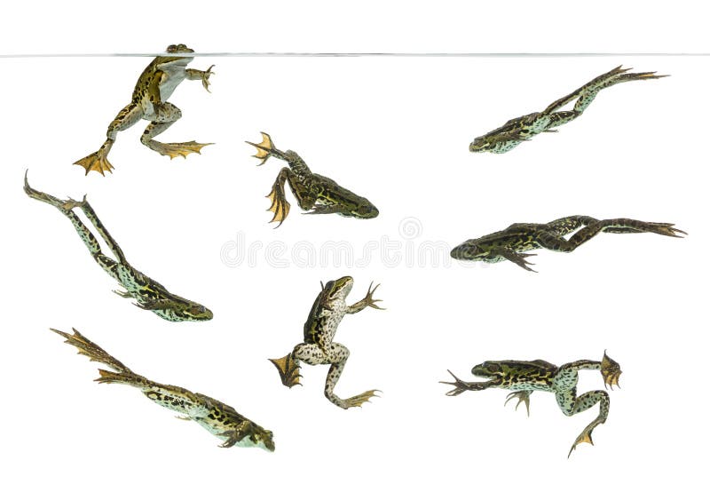 Composition of Edible Frogs swimming under water line, Pelophylax kl. esculentus, isolated on white. Composition of Edible Frogs swimming under water line, Pelophylax kl. esculentus, isolated on white