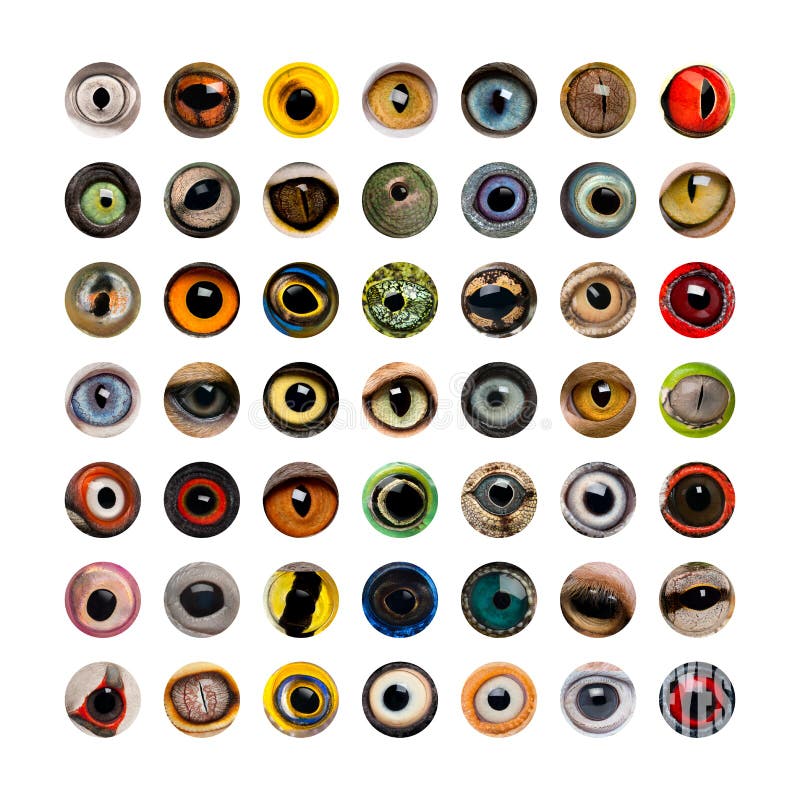 Composition of Animal eyes on a white background. Composition of Animal eyes on a white background