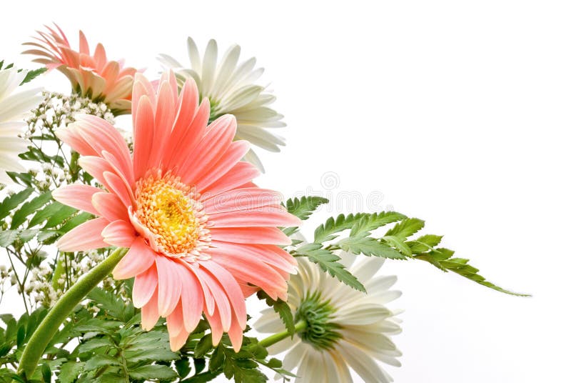 Elegant composition of Gerbera flowers with delicate colours. Elegant composition of Gerbera flowers with delicate colours