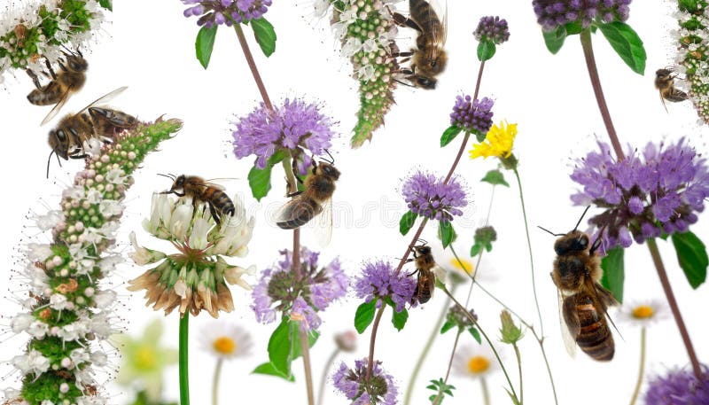 Female worker bees composition, Anthophora plumipes, in front of white background. Female worker bees composition, Anthophora plumipes, in front of white background