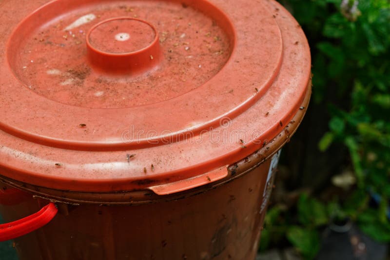 A Compost Bin Has Attracted the Fruit Flies Stock Photo Image of