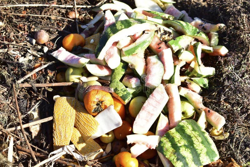 Compost Pile of Dried Grass and Watermelon and Melon Crusts Stock Photo