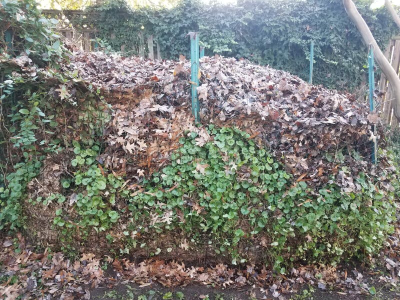 Compost Pile Filled with Brown Leaves and Weeds Stock Image Image of