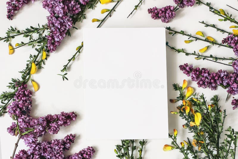 Compoziția florală botanică de primăvară. scenă de mostră de felicitare. banner decorativ cu cadru din lila galben violet royalty free stock images