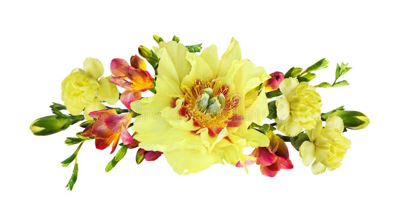 Compoziția florală cu flori de bujor galben dianthus și frezii izolate pe fond alb stock photography