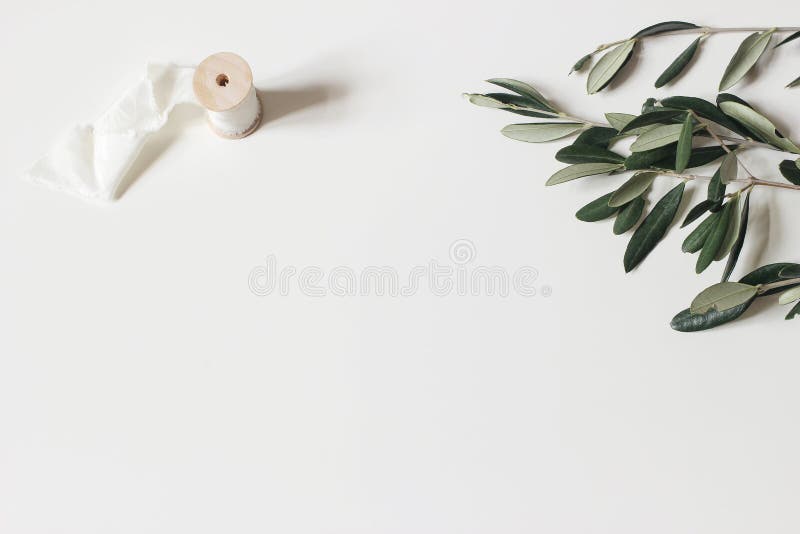 Compoziția florală a frunzelor de măslini verzi și a panglicilor de mătase izolate pe fond alb. botanică royalty free stock images