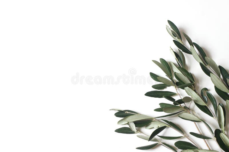 Compoziția florală a frunzelor de măslini verzi și a ramurilor izolate pe fond alb. plat din botanică royalty free stock photos