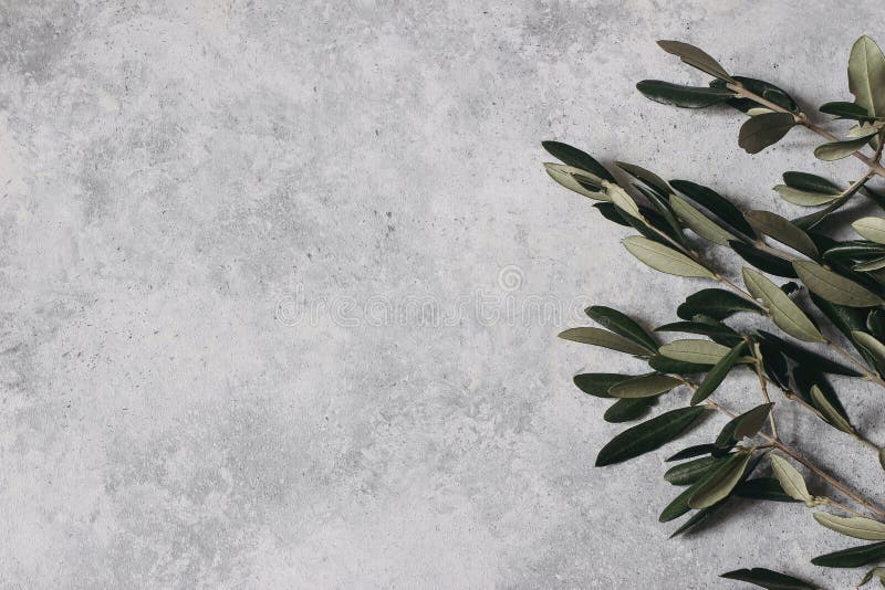 Compoziția florală a frunzelor de măslini verzi și a ramurilor izolate pe fond gri grosier. stoc de botanică stock image