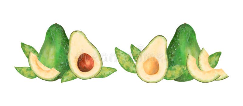 Compoziția fructului cu jumătate întreagă și felie de avocado cu frunze. ilustrare tip acuarelă și marcator. mână trasă stock illustration
