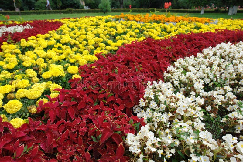 Compoziție florală stock image