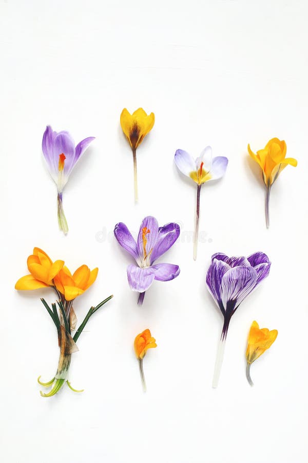 Compoziție florală de primăvară. flori galbene și violete izolate pe fond alb din lemn. stoc stilizat royalty free stock photography
