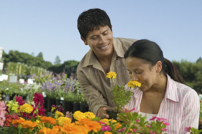 Compra dos pares em flores de cheiro do berçário da planta fotografia de stock Compra dos pares em flores de cheiro do berçário da planta fotografia de stock