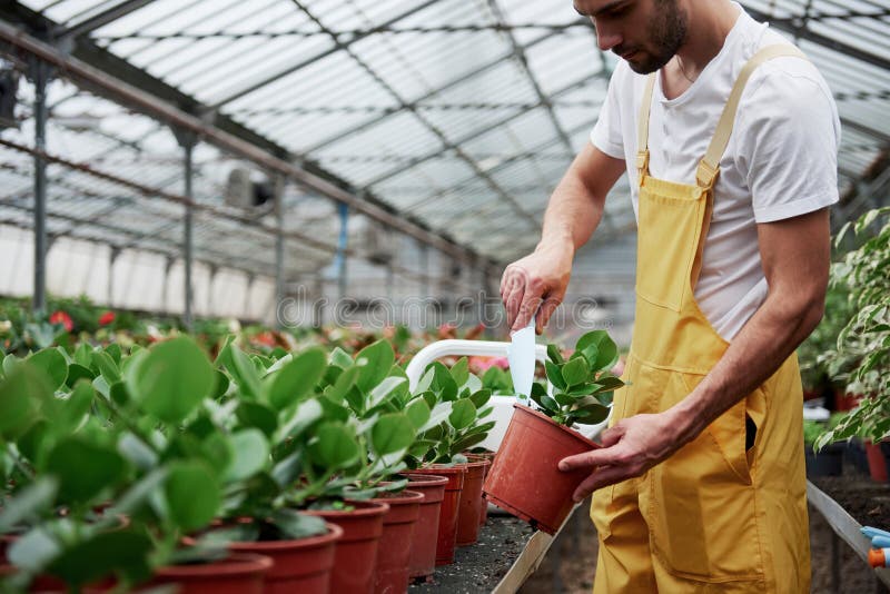 Comprobación del suelo con pequeñas palas Soy jardinero en amarillo y blanco que usa plantas verdes en jarrones imagenes de archivo Comprobación del suelo con pequeñas palas Soy jardinero en amarillo y blanco que usa plantas verdes en jarrones imagenes de archivo