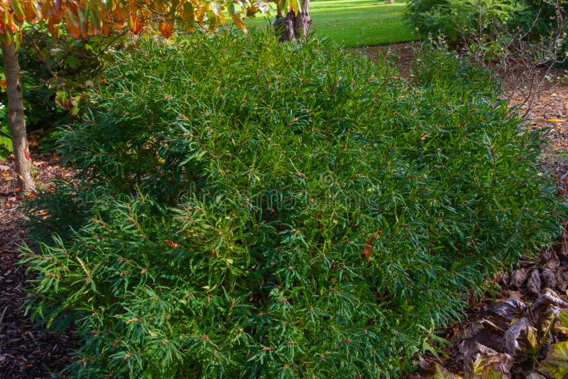 Autumn 2022, RHS Rosemoor botanical gardens, Devon, UK, olive green leaves of the comptonia peregrina or sweetfern, an upright deciduouss shrub