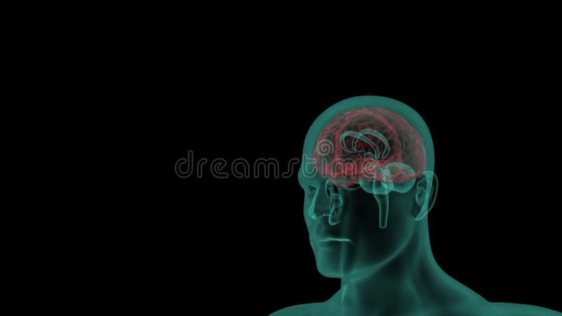 Computer Animation of a Rotating Head with Brain Scan Stock Footage - Video of render, biology: 49889054 Computer Animation of a Rotating Head with Brain Scan Stock Footage - Video of render, biology: 49889054