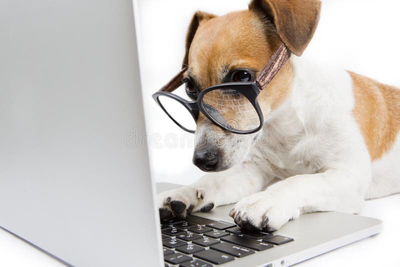 Intelligente cane con gli occhiali utilizza il computer.