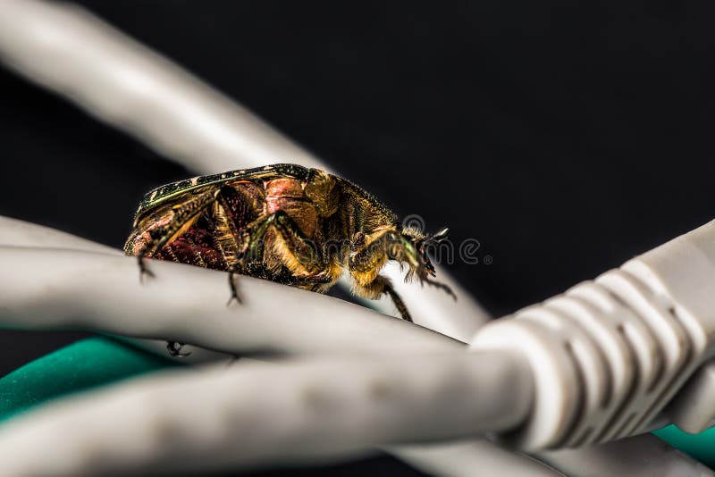 Computer en van het netwerkeninsect concept Het insect op computer ethernet kabels sluit omhoog op zwarte achtergrond Selectieve royalty-vrije stock fotografie Computer en van het netwerkeninsect concept Het insect op computer ethernet kabels sluit omhoog op zwarte achtergrond Selectieve royalty-vrije stock fotografie
