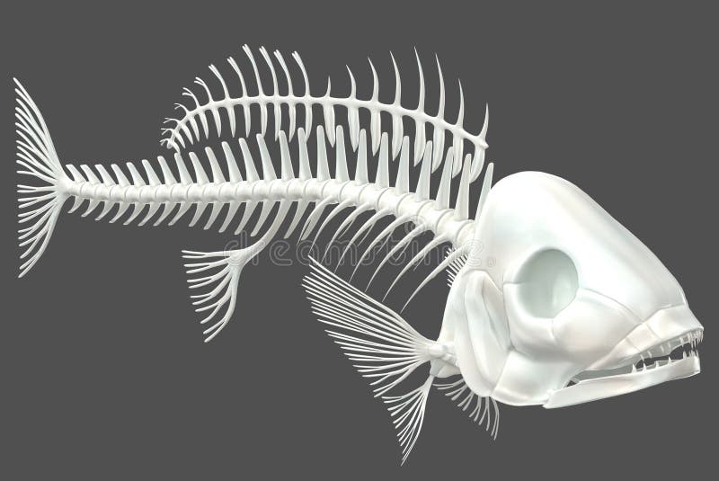 Fish Skeleton 03 stock illustration. Illustration of biology