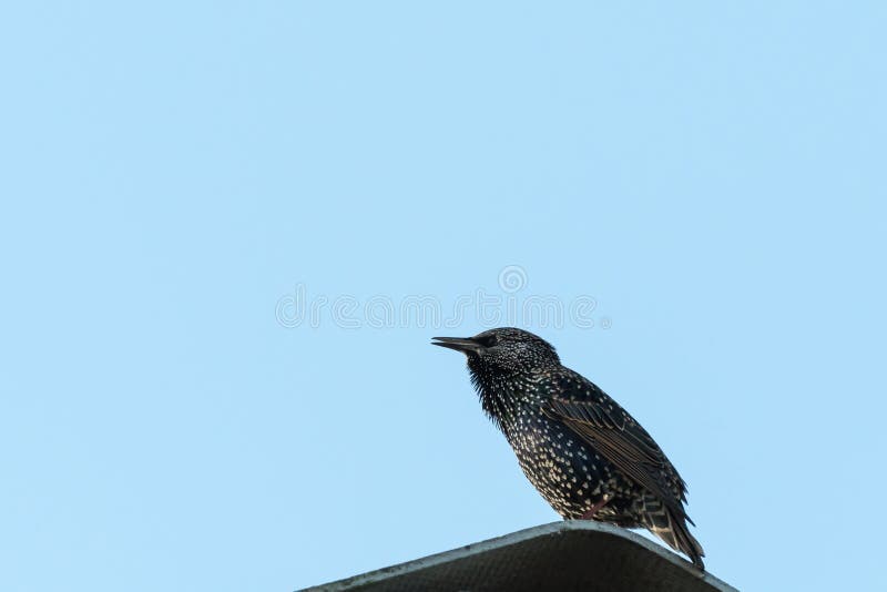 ComÃºn Starling por un cielo azul imagen de archivo