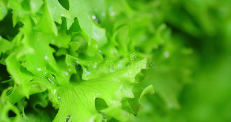 Con hojas de lechuga fresca goteo gotas de agua. metrajes