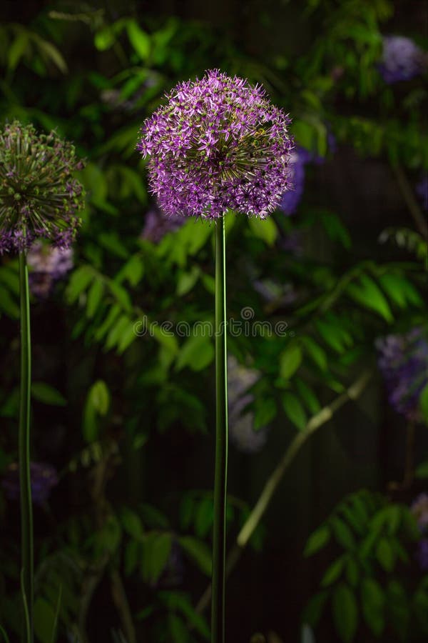 Con la notte che cade, un fiore porpora dell'allium emette luce nella penombra fotografie stock libere da diritti Con la notte che cade, un fiore porpora dell'allium emette luce nella penombra fotografie stock libere da diritti