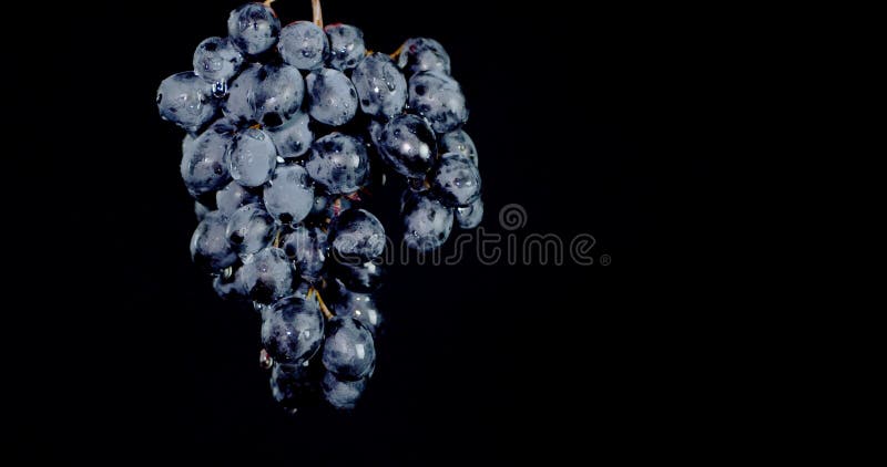 Con racimos de uvas goteando gotas de agua. almacen de metraje de vídeo
