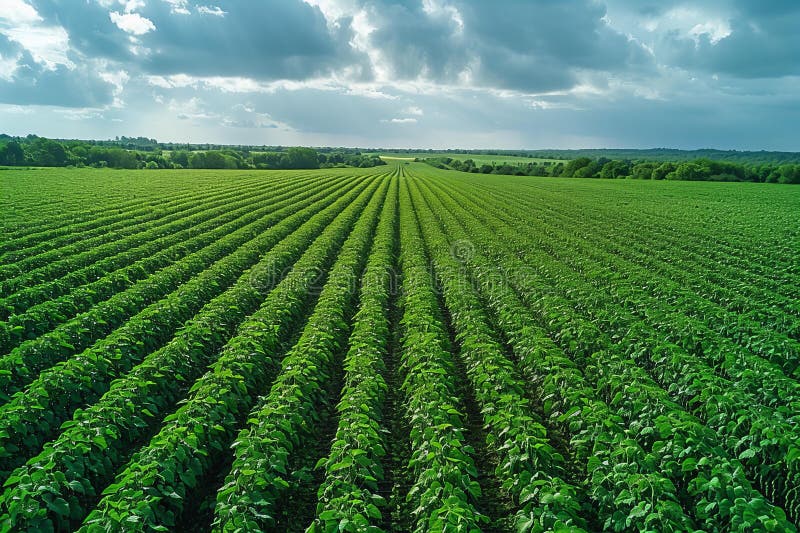 Con vista aerea di un campo di soia verde con file di piante in un angolo ampio. Illustrazione della vista aerea di un campo di soia verde con file di piante in un angolo ampio. Questa illustrazione viene generata con l'utilizzo di un'intelligenza artificiale.