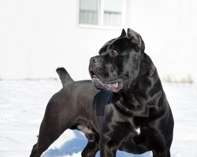 Conan Cane Corso