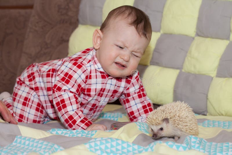 Conceito da dor picar o risco Ouri?o e crian?a Animais de estima??o bonitos fotos de stock Conceito da dor picar o risco Ouri?o e crian?a Animais de estima??o bonitos fotos de stock