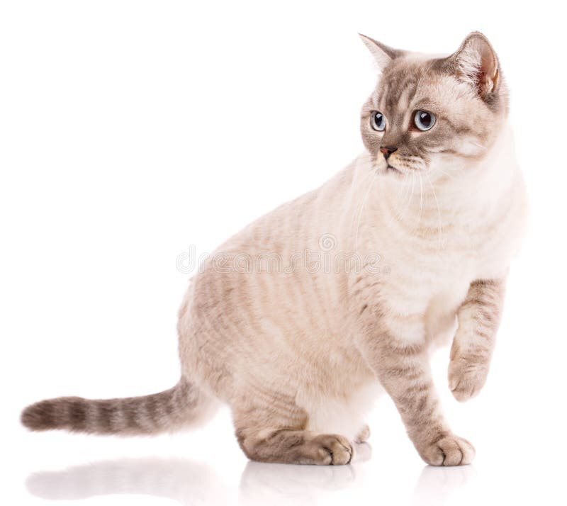 Conceito dos animais de estimação, dos animais e dos gatos - gato britânico do puro-sangue em um fundo branco imagem de stock royalty free Conceito dos animais de estimação, dos animais e dos gatos - gato britânico do puro-sangue em um fundo branco imagem de stock royalty free