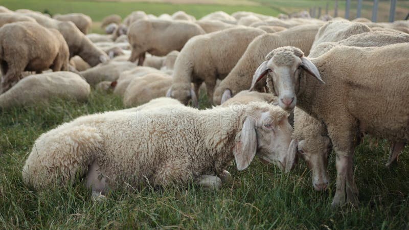 Conceito econômico agricultura criação de ovinos. carneiro de feixes herbívoros