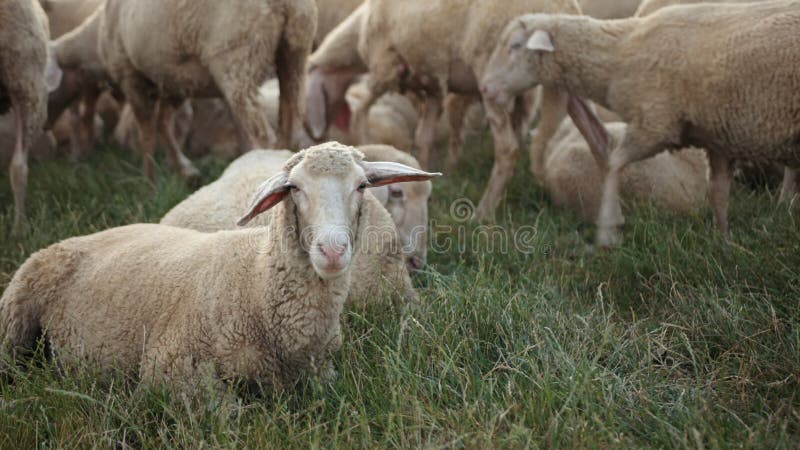 Conceito econômico agricultura criação de ovinos. carneiro de feixes herbívoros